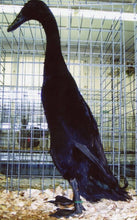 Load image into Gallery viewer, Black Runner Ducks
