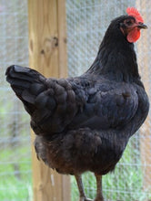 Load image into Gallery viewer, Black Jersey Giant (Pullets)
