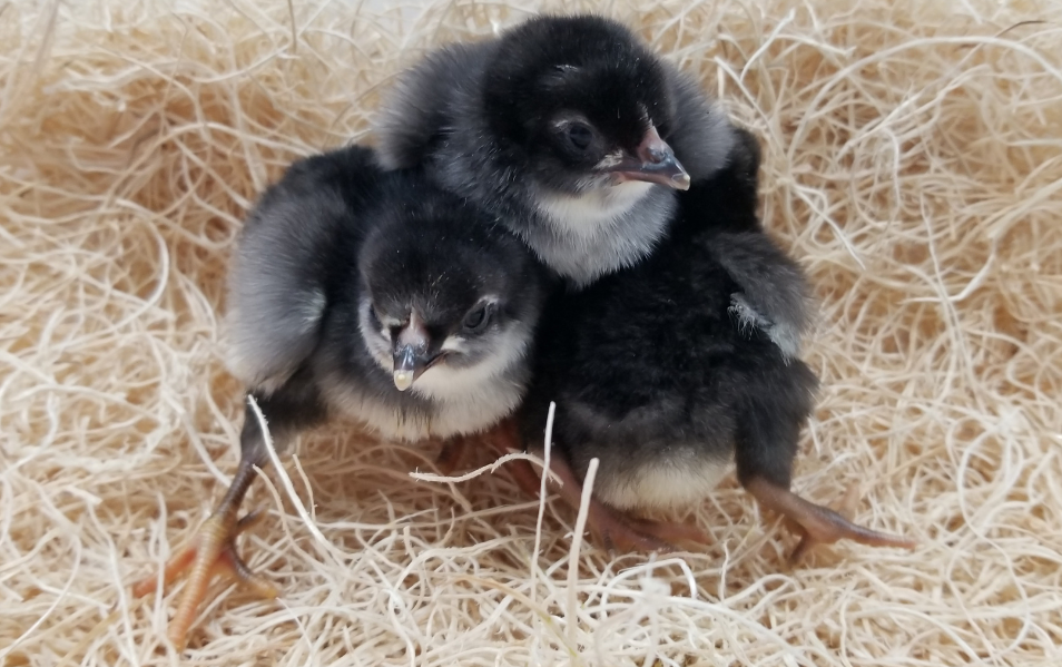 Black Jersey Giant (Pullets)