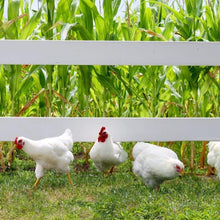 Load image into Gallery viewer, White Plymouth Rock Chicken (Pullet)
