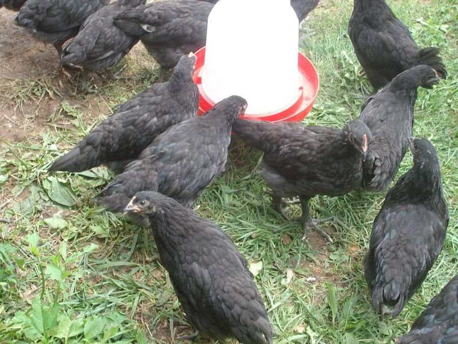 Jersey giant pullet on sale