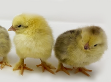 Load image into Gallery viewer, Light Brahma Chick (Pullets)
