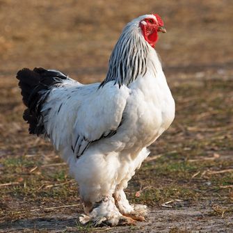 Light Brahma Chick (Pullets) – Highland Mountain Farm