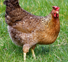 Load image into Gallery viewer, Olive Egger (Pullets/Hens)
