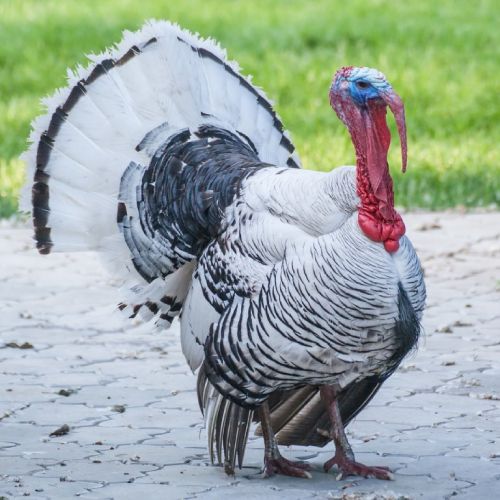 Royal Palm Turkeys (St. Run ONLY)