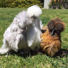 Load image into Gallery viewer, White Silkie Bantams Chicks
