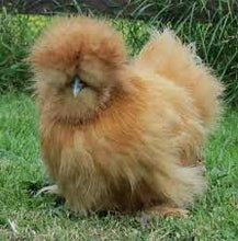 Load image into Gallery viewer, Buff/Brown Silkie Bantams
